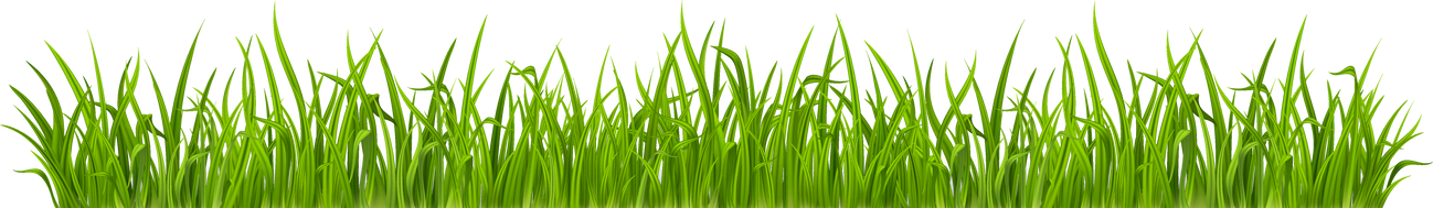 Grass